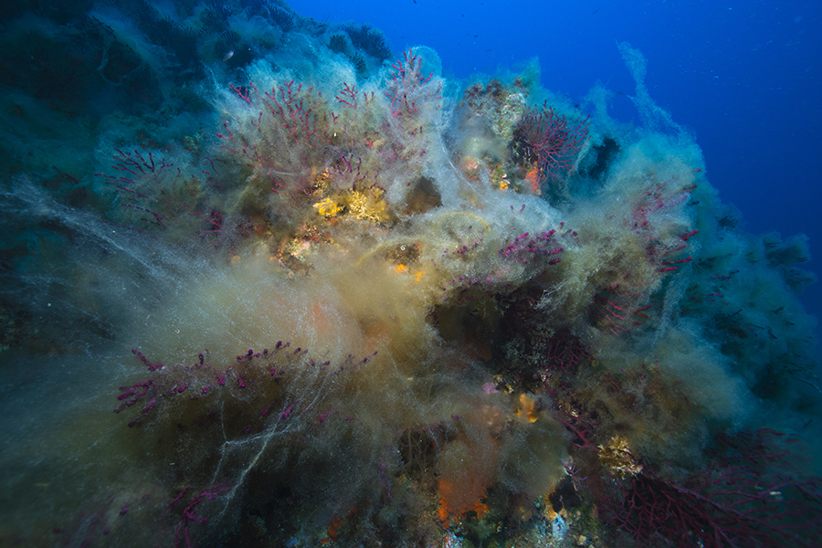Les algues filamenteuses menacent-elles la Méditerranée ? - Sciences et  Avenir