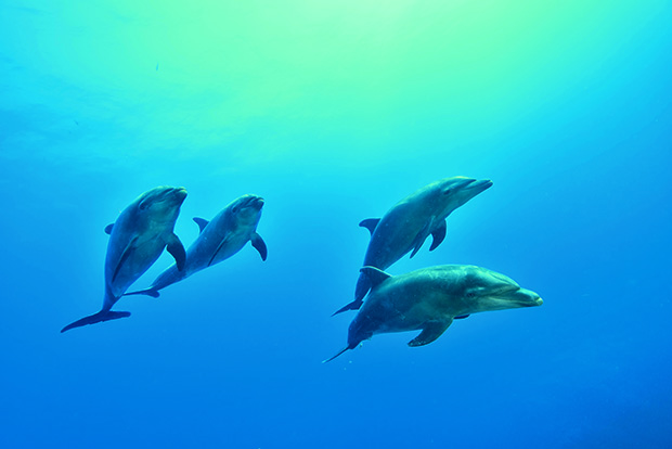 Un groupe de quatre grands dauphins - A group of four bottlenose dolphins