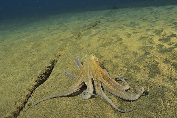 Une pieuvre commune ou poulpe commun - A common octopus