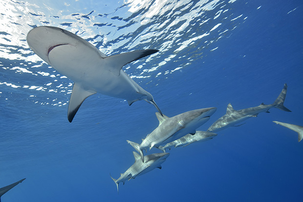 Des requins de récif des Caraïbes sur le récif - Several Caribbean reef sharks on the reef