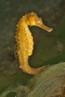 Un hippocampe doré ou océanique ou commun - A common seahorse