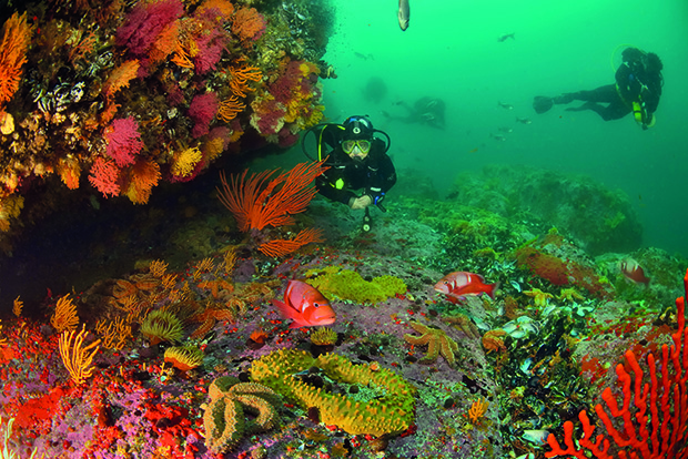 Les récifs colorés font la joie des plongeurs.
