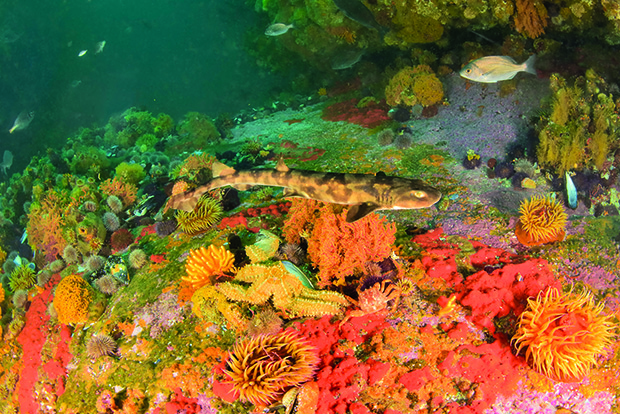 Une roussette sombre (Haploblepharus pictus)  se cache parmi les invertébrés du récif.