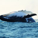 Un nouveau rôle écologique attribué aux baleines