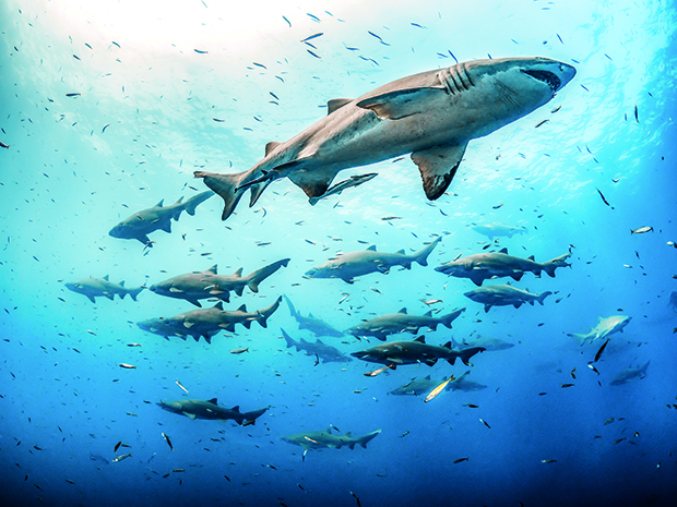 © Tanya Houppermans, USA, 1re de la catégorie requins.