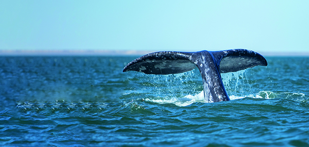 Les baleines grises rentrent en nombre dans les lagonS en hiver. La période pour les observer ne court ainsi que de janvier à avril. © Debbie Baracco
