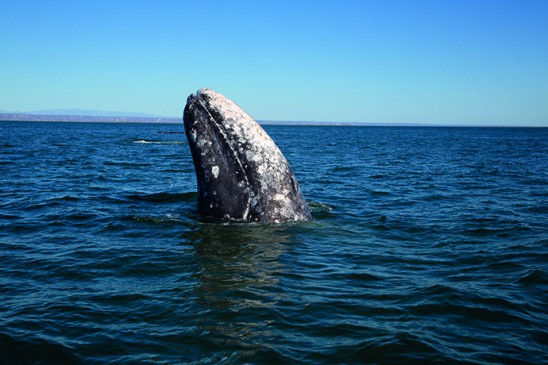 Une baleine grise sort la tête de l’eau, une attitude qui serait destinée à observer son environnement extérieur 
comme semble le confirmer son œil, à ras de la surface, fixant l’objectif du photographe.